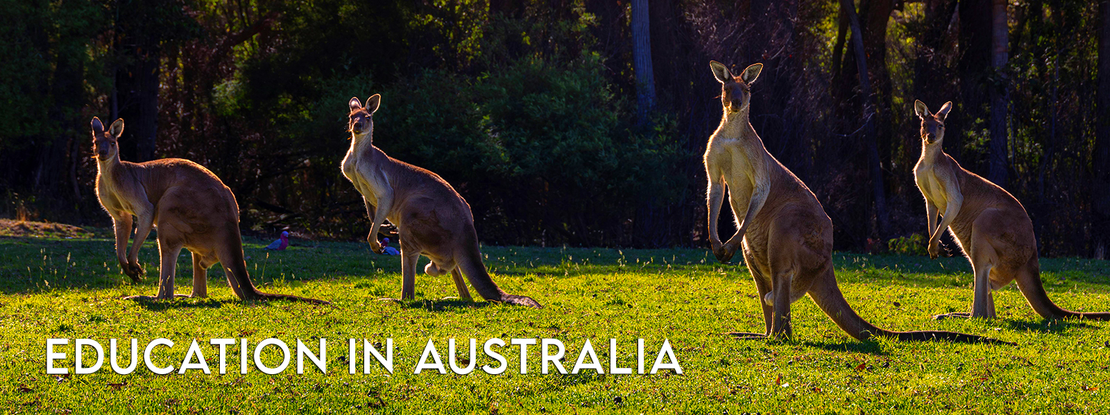 kangaroo